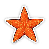 Starfish Sticker - Moon Light Sticker Co.